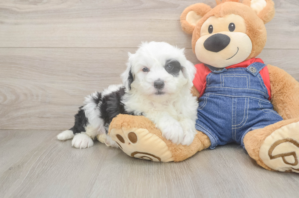 6 week old Mini Sheepadoodle Puppy For Sale - Pilesgrove Pups