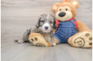 Best Mini Sheepadoodle Baby