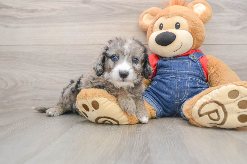 Best Mini Sheepadoodle Baby