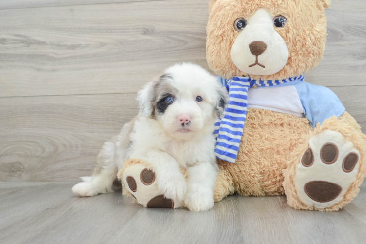 Mini Sheepadoodle Puppy for Adoption