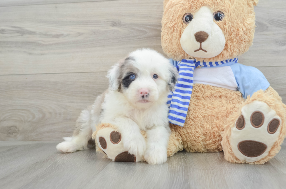 7 week old Mini Sheepadoodle Puppy For Sale - Pilesgrove Pups