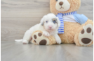 Fluffy Mini Sheepadoodle Poodle Mix Pup