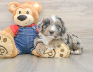 6 week old Mini Sheepadoodle Puppy For Sale - Pilesgrove Pups