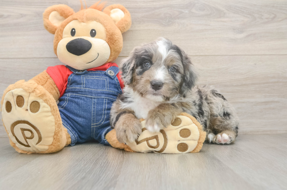 6 week old Mini Sheepadoodle Puppy For Sale - Pilesgrove Pups