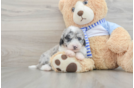 Mini Sheepadoodle Puppy for Adoption