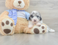 7 week old Mini Sheepadoodle Puppy For Sale - Pilesgrove Pups