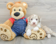 6 week old Mini Sheepadoodle Puppy For Sale - Pilesgrove Pups