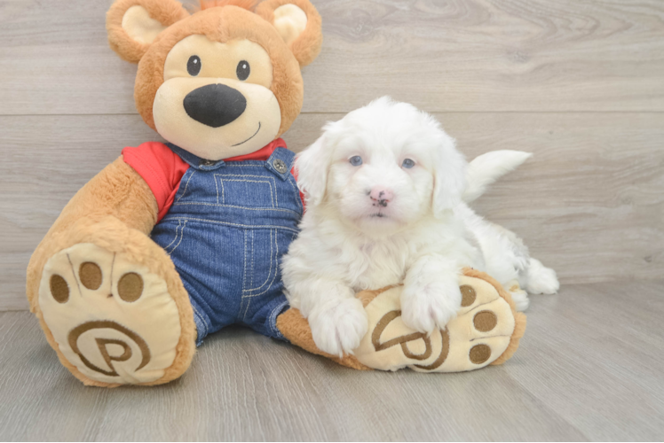 Sweet Mini Sheepadoodle Baby
