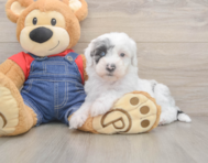 6 week old Mini Sheepadoodle Puppy For Sale - Pilesgrove Pups
