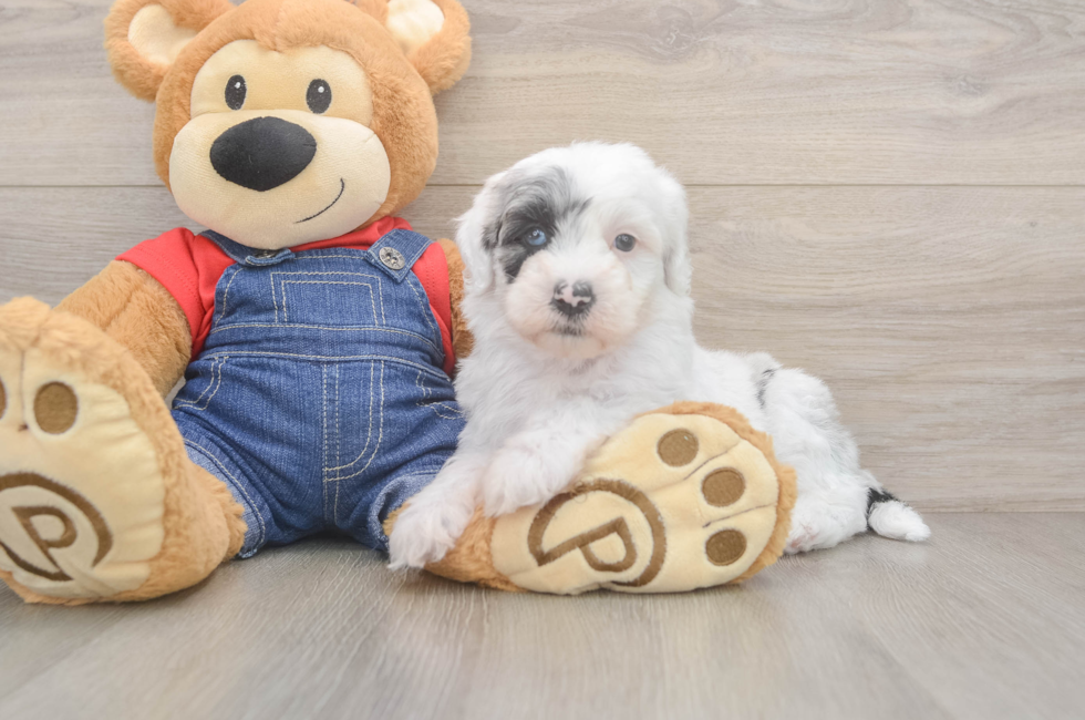 6 week old Mini Sheepadoodle Puppy For Sale - Pilesgrove Pups