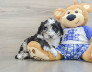 8 week old Mini Sheepadoodle Puppy For Sale - Pilesgrove Pups