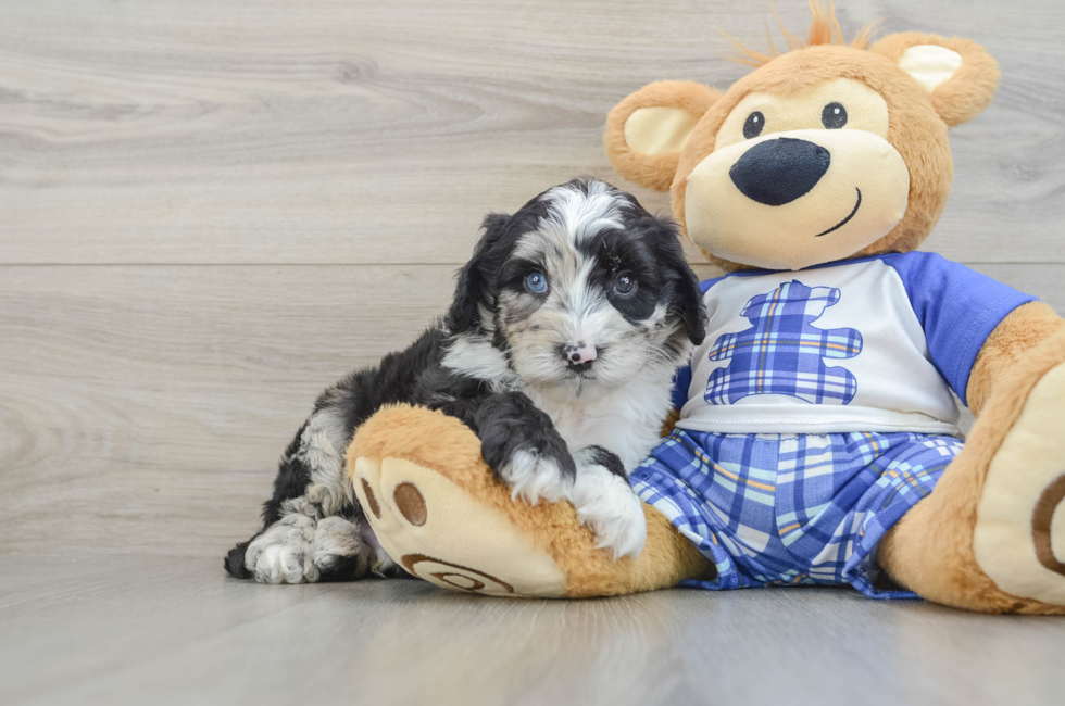 6 week old Mini Sheepadoodle Puppy For Sale - Pilesgrove Pups