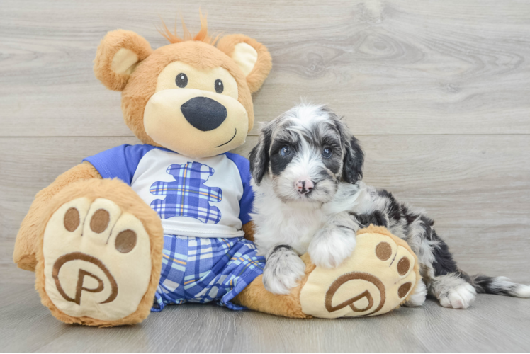 Mini Sheepadoodle Pup Being Cute