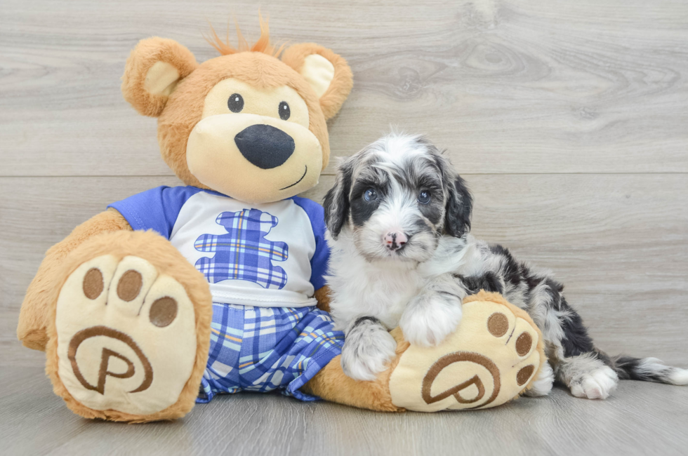 6 week old Mini Sheepadoodle Puppy For Sale - Pilesgrove Pups