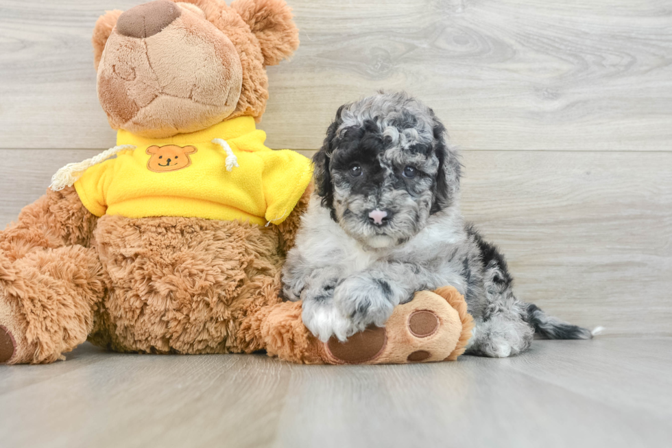 Mini Sheepadoodle Puppy for Adoption