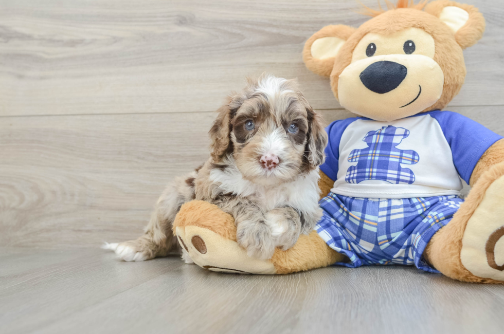 6 week old Mini Sheepadoodle Puppy For Sale - Pilesgrove Pups