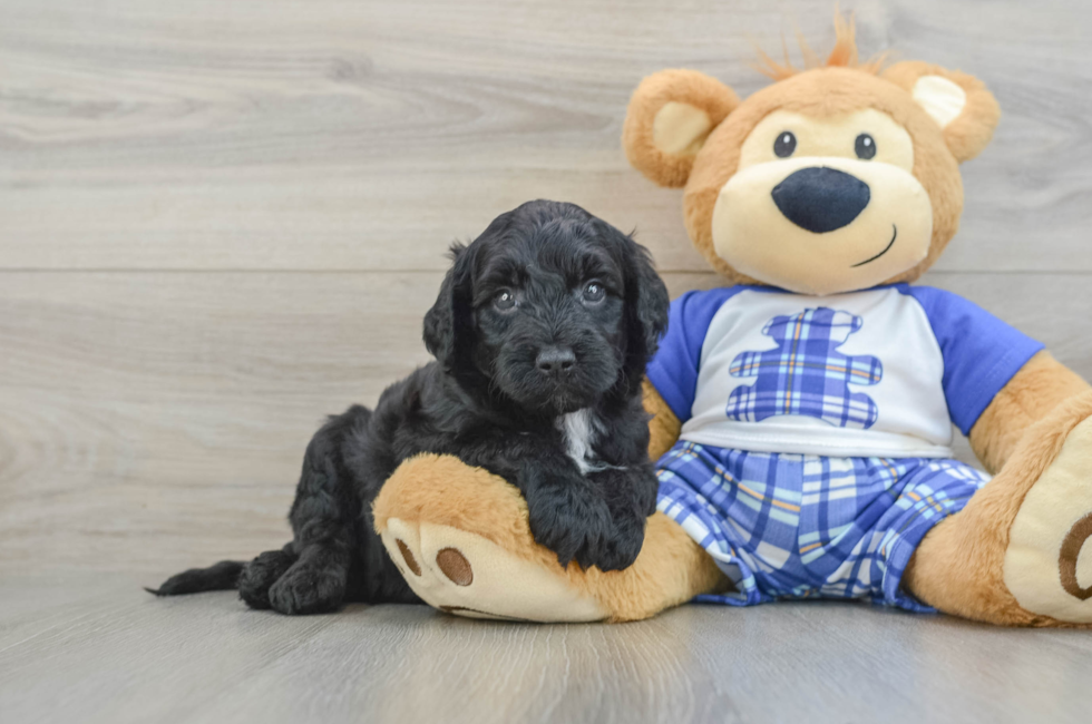 6 week old Mini Sheepadoodle Puppy For Sale - Pilesgrove Pups