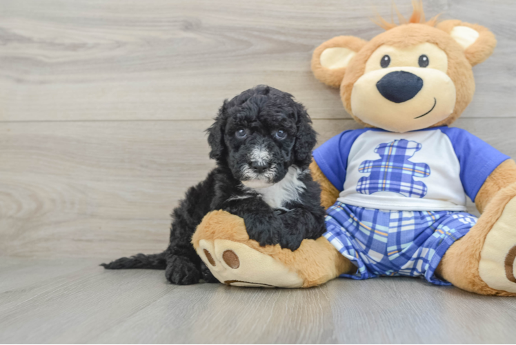 Mini Sheepadoodle Puppy for Adoption