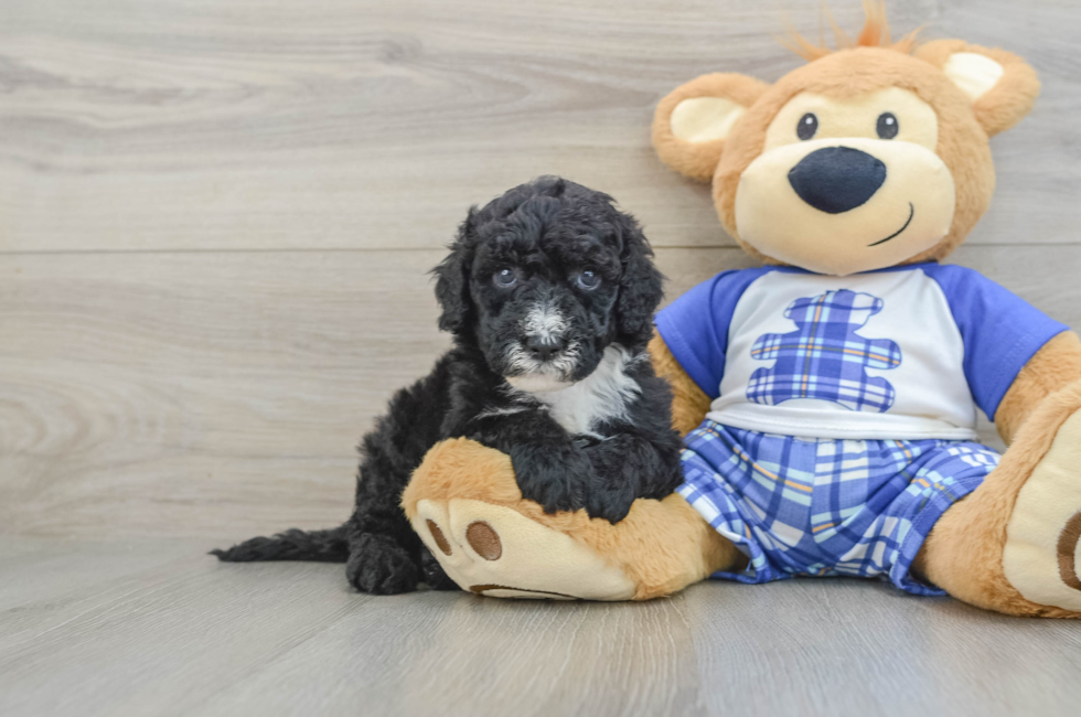 6 week old Mini Sheepadoodle Puppy For Sale - Pilesgrove Pups