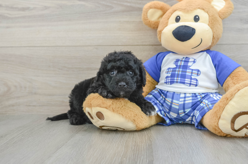 6 week old Mini Sheepadoodle Puppy For Sale - Pilesgrove Pups