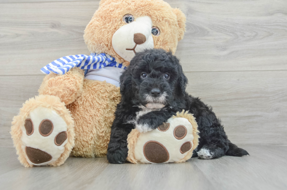 7 week old Mini Sheepadoodle Puppy For Sale - Pilesgrove Pups