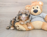 6 week old Mini Sheepadoodle Puppy For Sale - Pilesgrove Pups