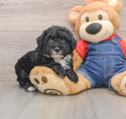 5 week old Mini Sheepadoodle Puppy For Sale - Pilesgrove Pups