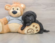 6 week old Mini Sheepadoodle Puppy For Sale - Pilesgrove Pups