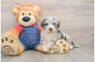 Happy Mini Sheepadoodle Baby