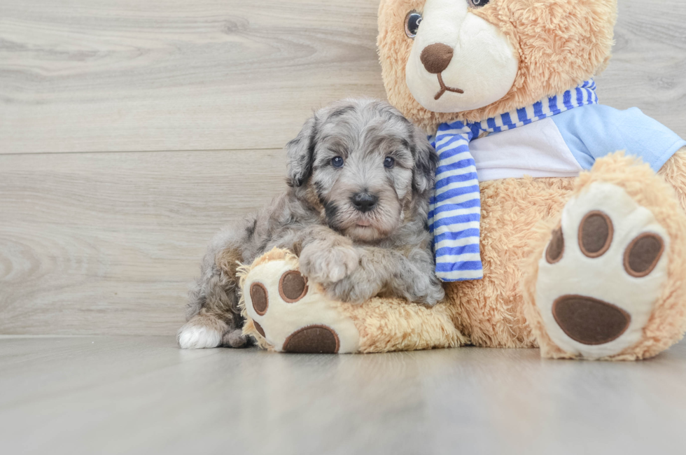 5 week old Mini Sheepadoodle Puppy For Sale - Pilesgrove Pups