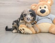 6 week old Mini Sheepadoodle Puppy For Sale - Pilesgrove Pups