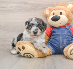 5 week old Mini Sheepadoodle Puppy For Sale - Pilesgrove Pups