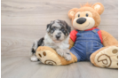 Best Mini Sheepadoodle Baby