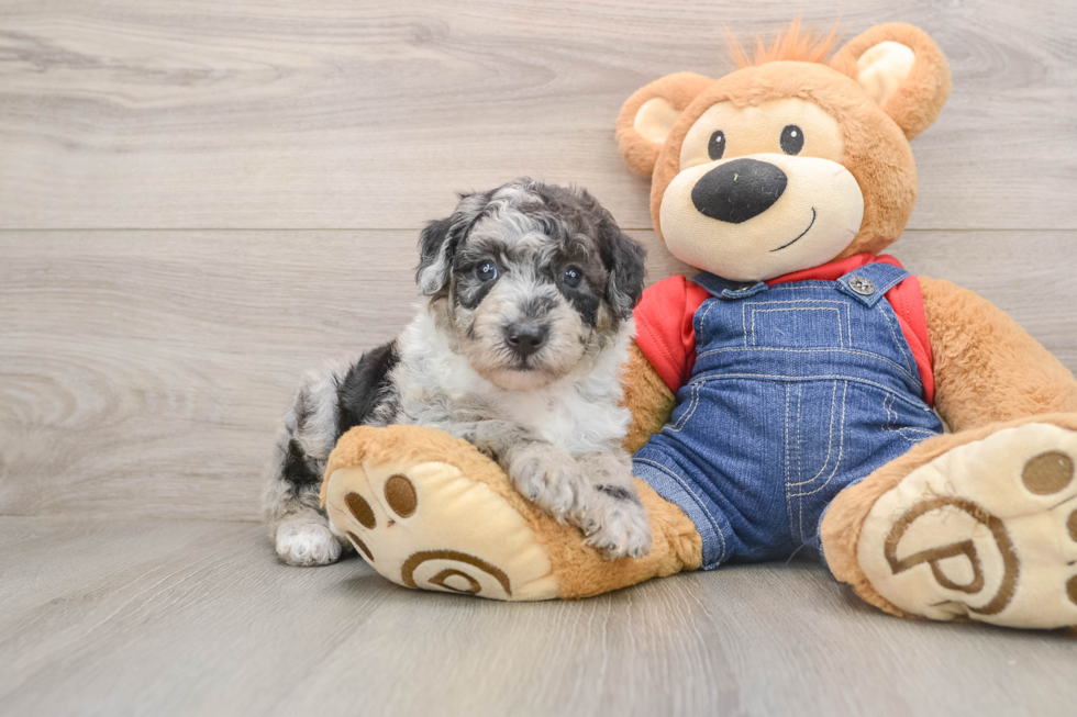 Best Mini Sheepadoodle Baby