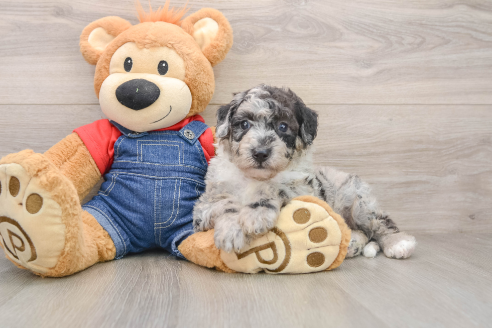 Funny Mini Sheepadoodle Poodle Mix Pup