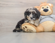 7 week old Mini Sheepadoodle Puppy For Sale - Pilesgrove Pups