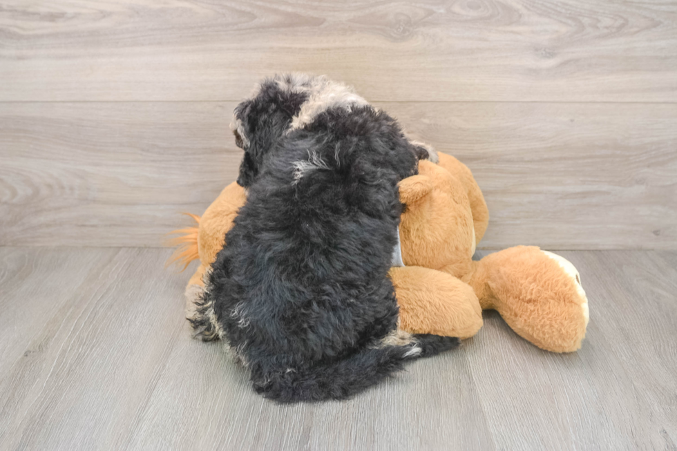 Small Mini Sheepadoodle Baby