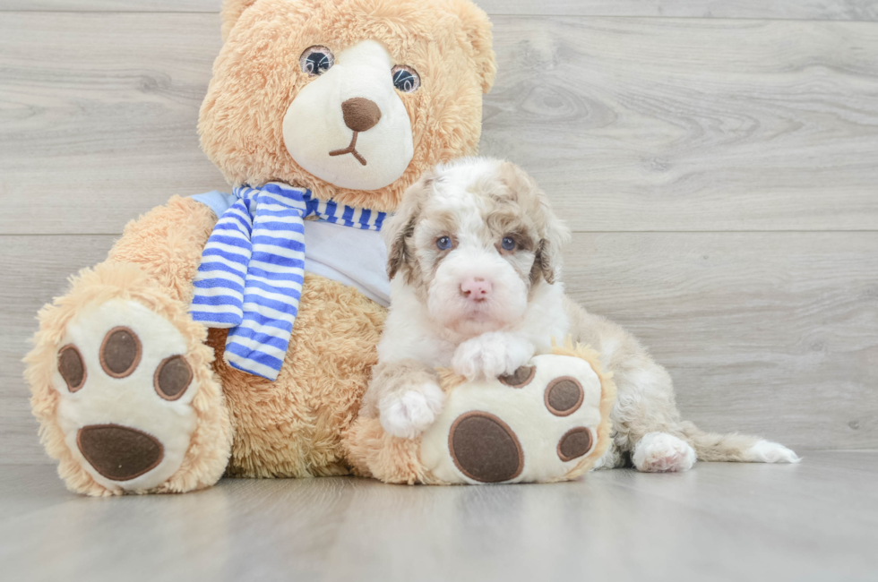 7 week old Mini Sheepadoodle Puppy For Sale - Pilesgrove Pups