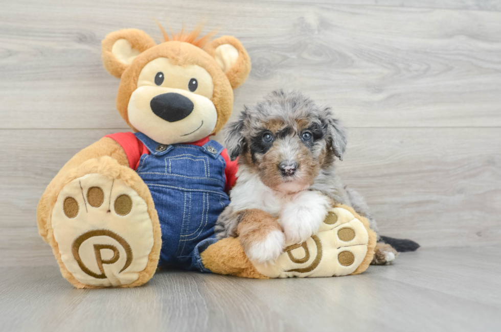 8 week old Mini Sheepadoodle Puppy For Sale - Pilesgrove Pups