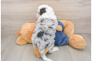 Hypoallergenic Sheep a Poo Poodle Mix Puppy