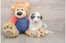 Smart Mini Sheepadoodle Poodle Mix Pup