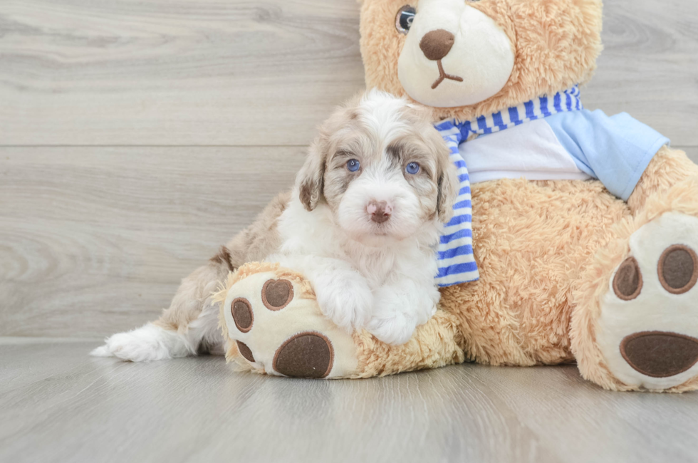 5 week old Mini Sheepadoodle Puppy For Sale - Pilesgrove Pups