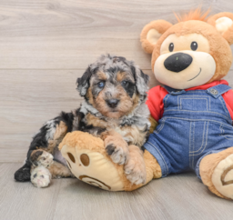 5 week old Mini Sheepadoodle Puppy For Sale - Pilesgrove Pups