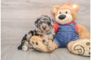 Funny Mini Sheepadoodle Poodle Mix Pup