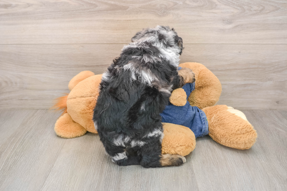 Cute Mini Sheepadoodle Baby