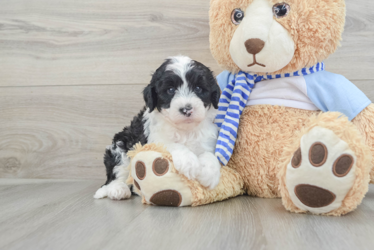 Mini Sheepadoodle Puppy for Adoption