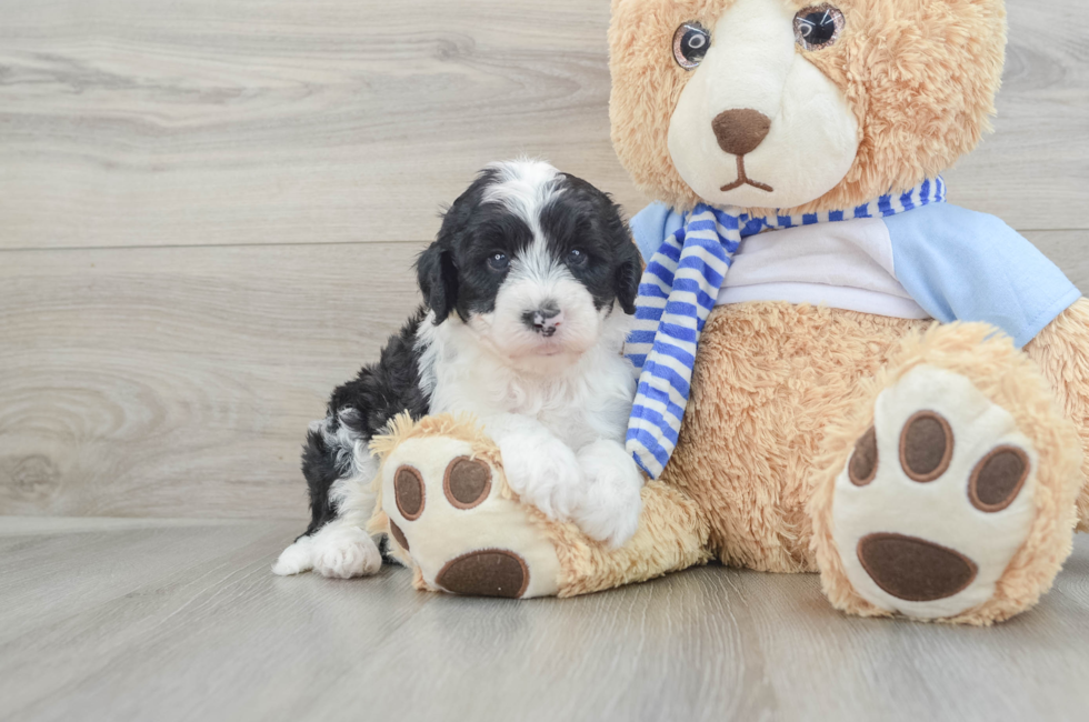 5 week old Mini Sheepadoodle Puppy For Sale - Pilesgrove Pups