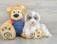 8 week old Mini Sheepadoodle Puppy For Sale - Pilesgrove Pups