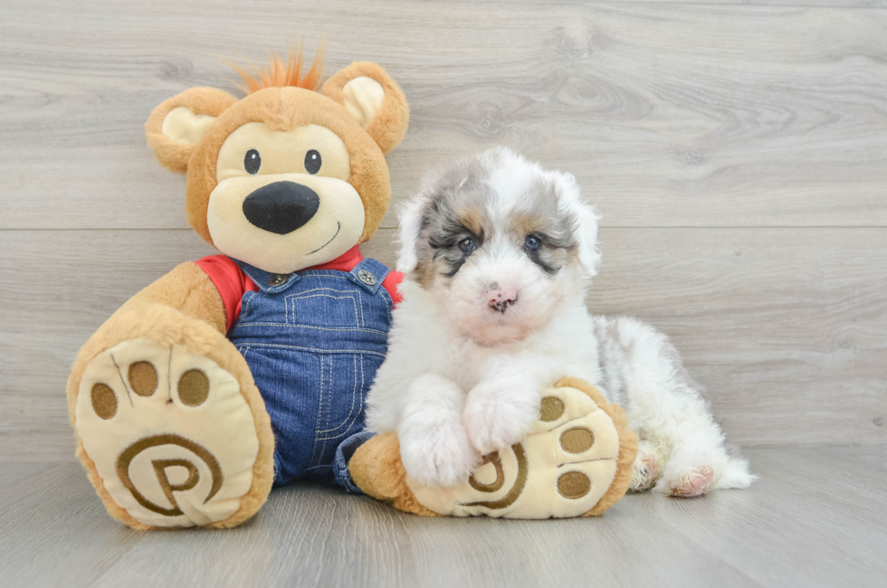 8 week old Mini Sheepadoodle Puppy For Sale - Pilesgrove Pups