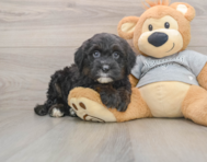 6 week old Mini Sheepadoodle Puppy For Sale - Pilesgrove Pups